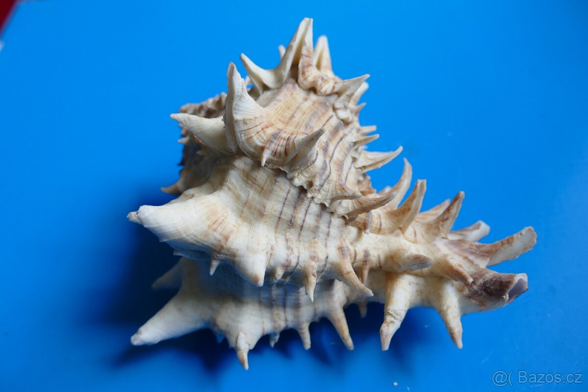Hexaplex fulvescens s operculem
