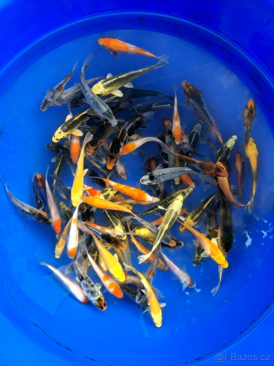 Koi kapr 10-15cm