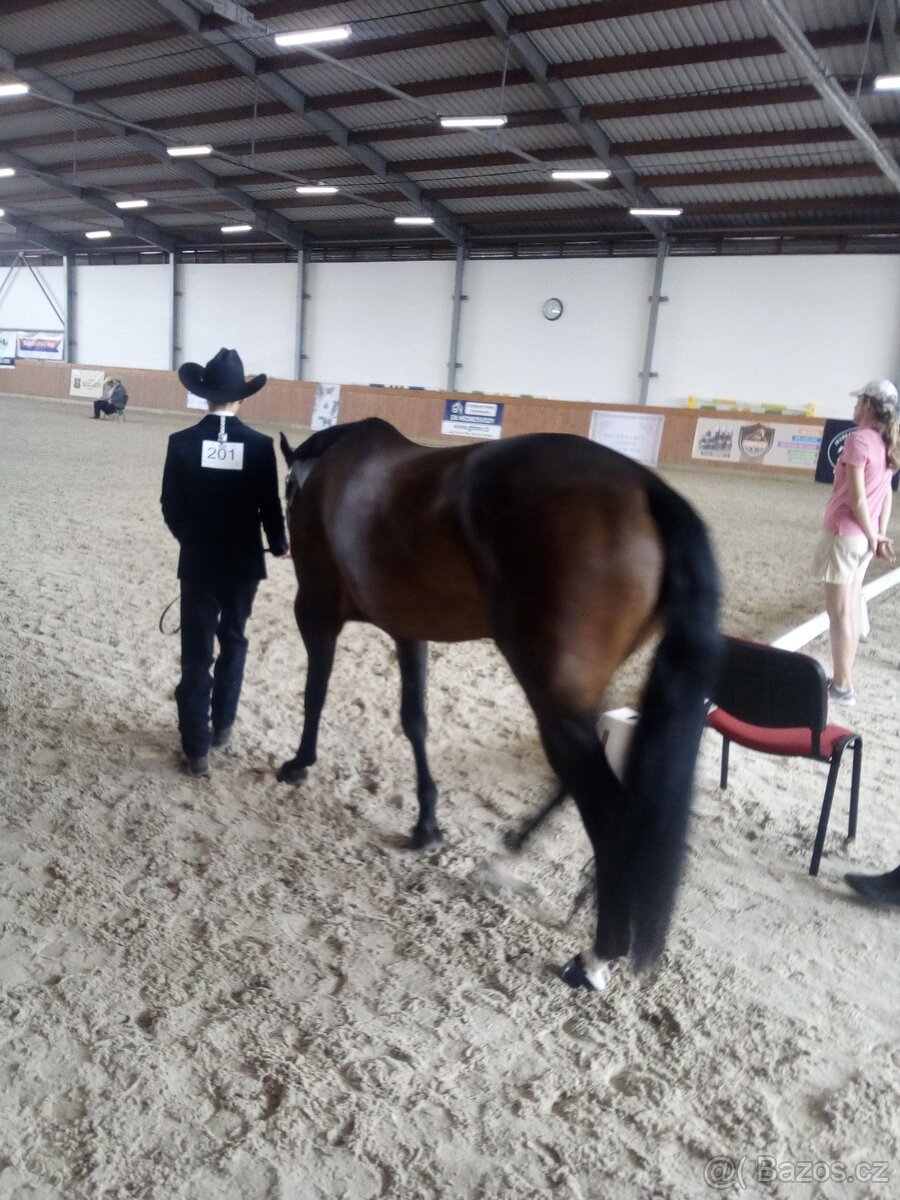 Quarter horse