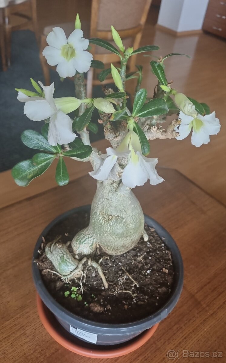 Adenium obesum