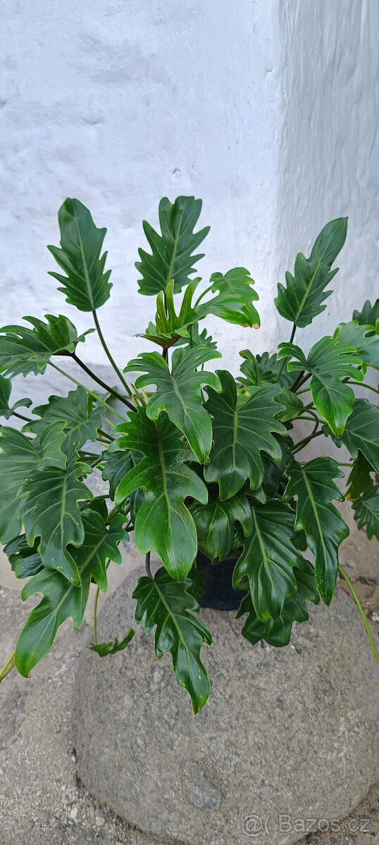 Philodendron xanadu