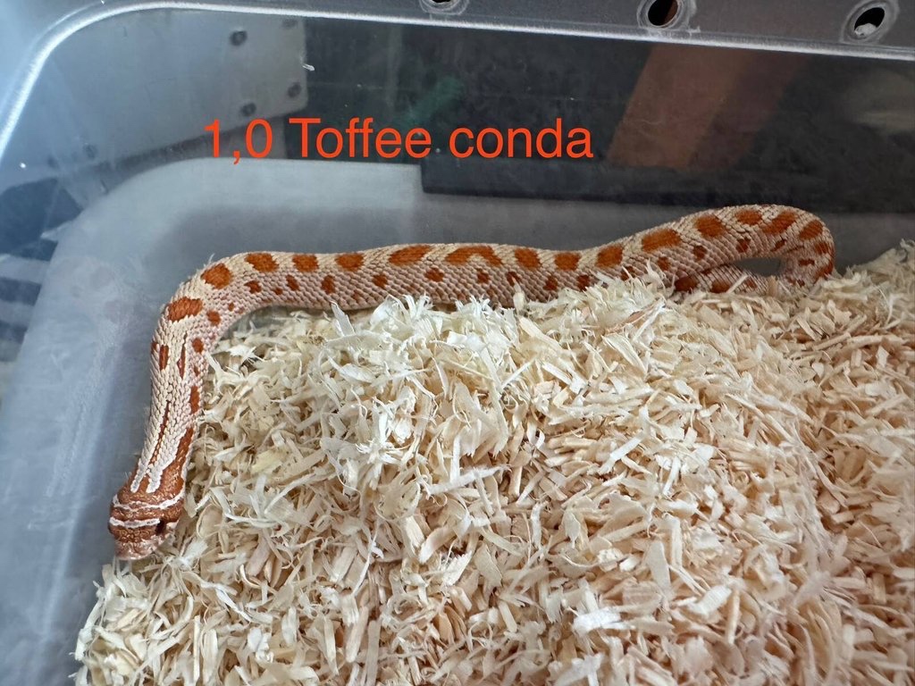 Heterodon nosatý
