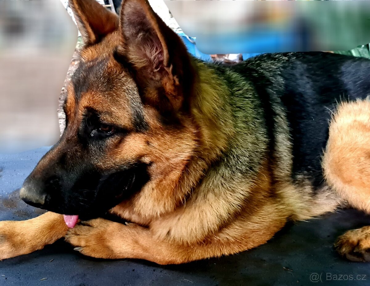 Německý ovčák (Fena) DO dobrých rukou