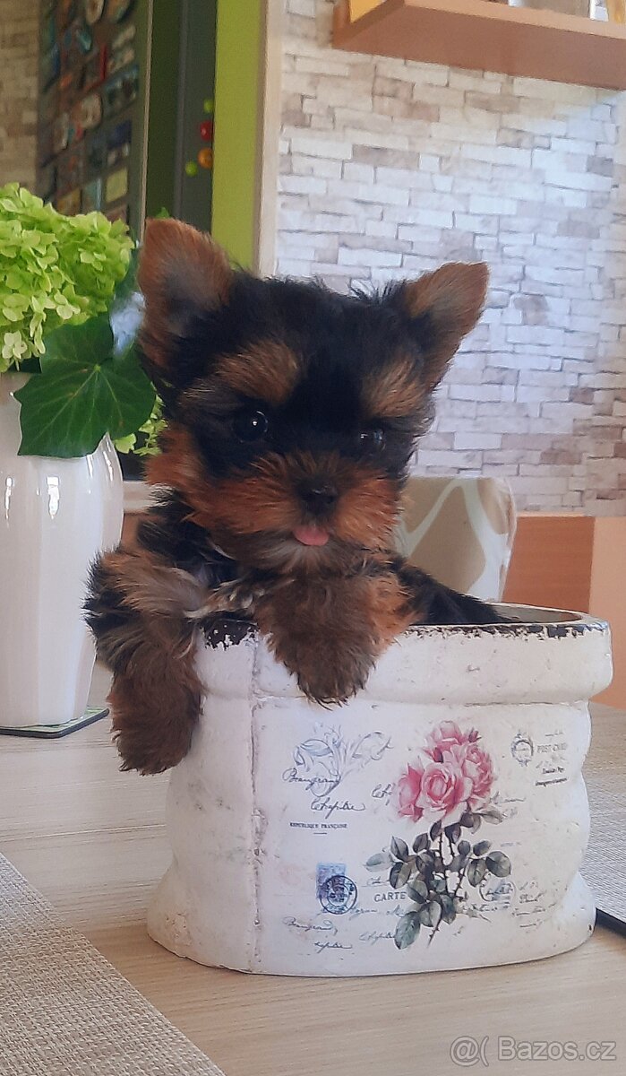 Yorkširsky teriér šteňata