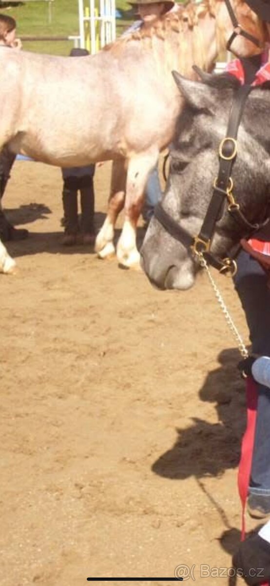 PONY kožená ohlávka, podsedlovky, bederka