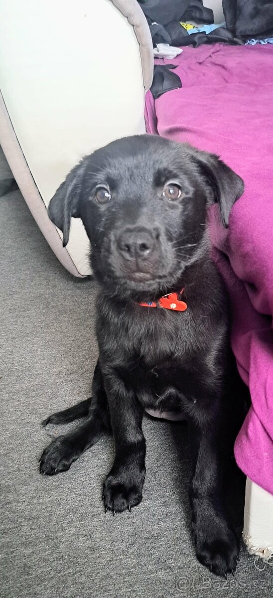 Poslední princezna rtw x belgický ovčák