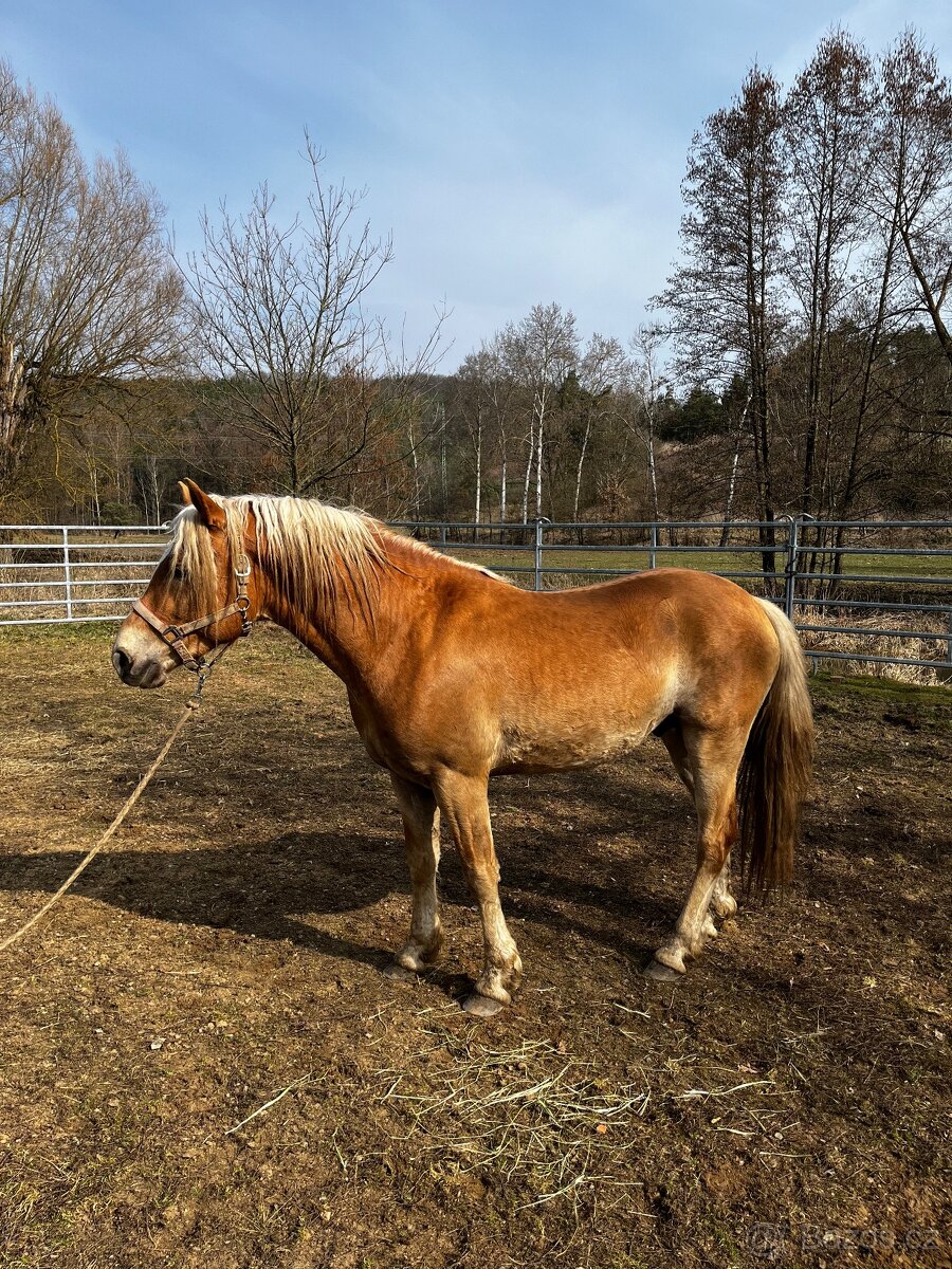 4 letý Valach Hafling