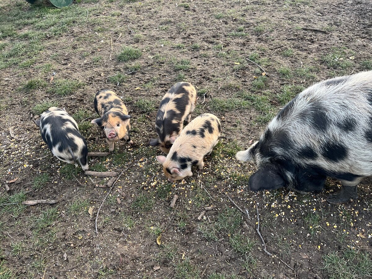 Kune kune