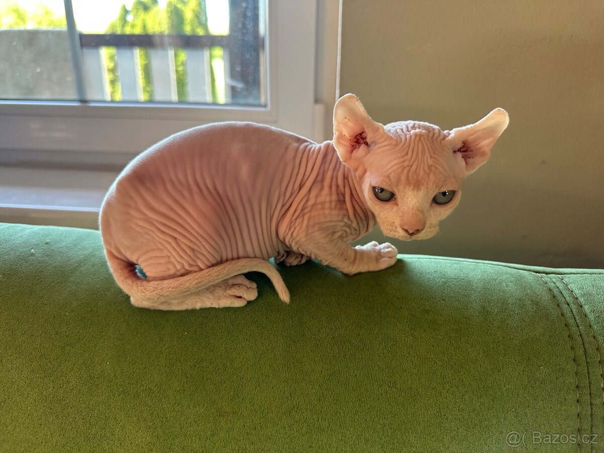 Kočička Sphynx - Elf