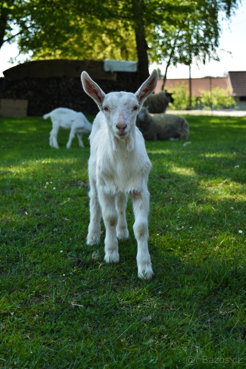 Kozička AN/česká bílá