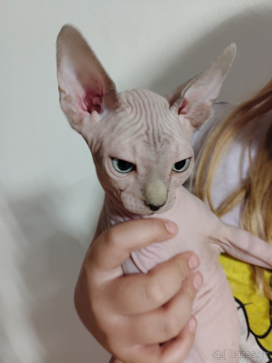 Kanadský sphynx