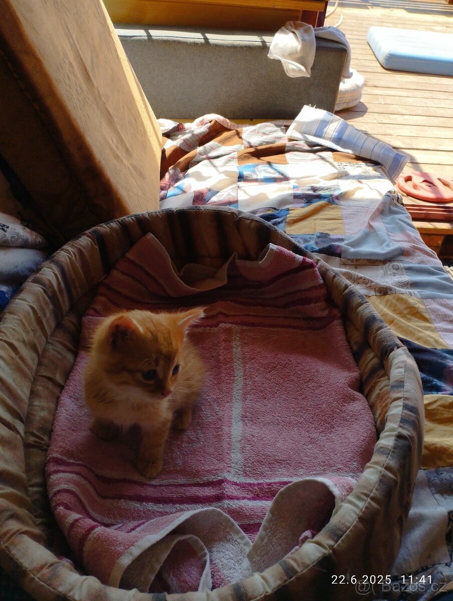 Daruji kotě