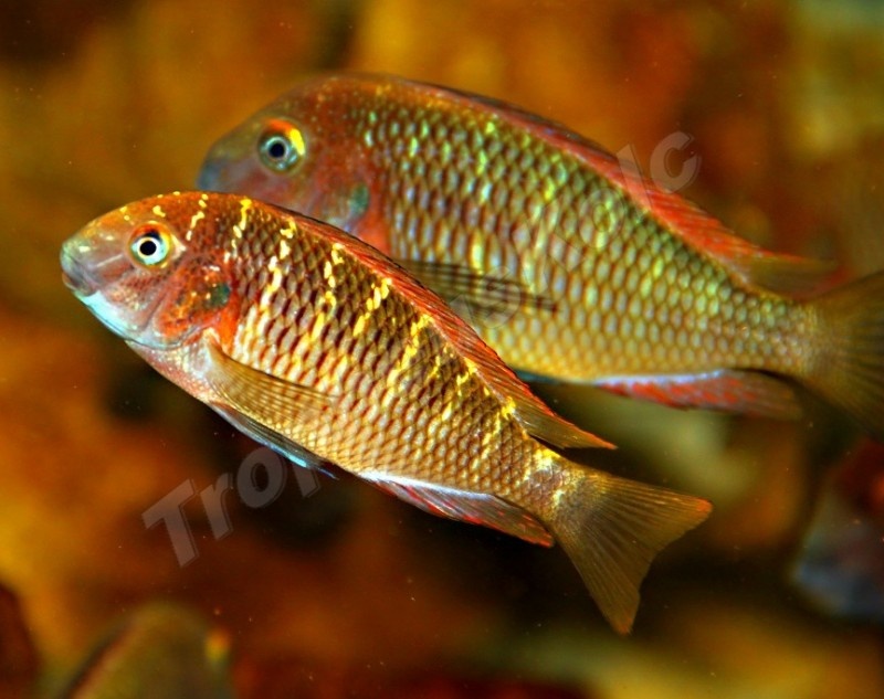Tropheus moori sp. Muzi