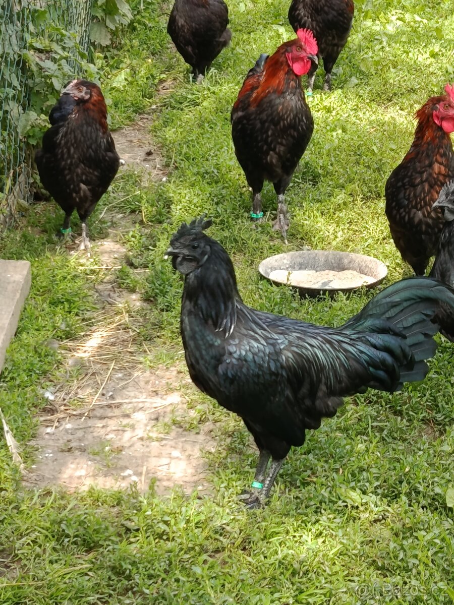 Kohouti
