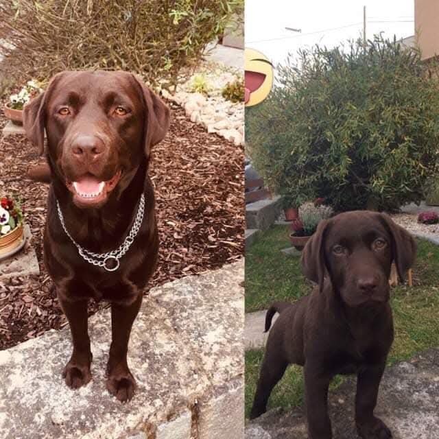 Labrador hnědý krytí