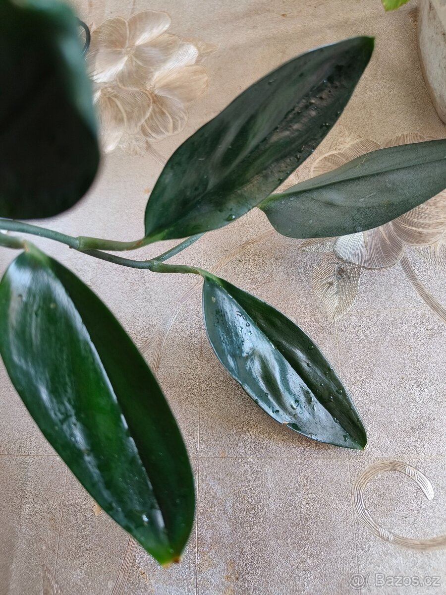 Scindapsus tr. Dark form