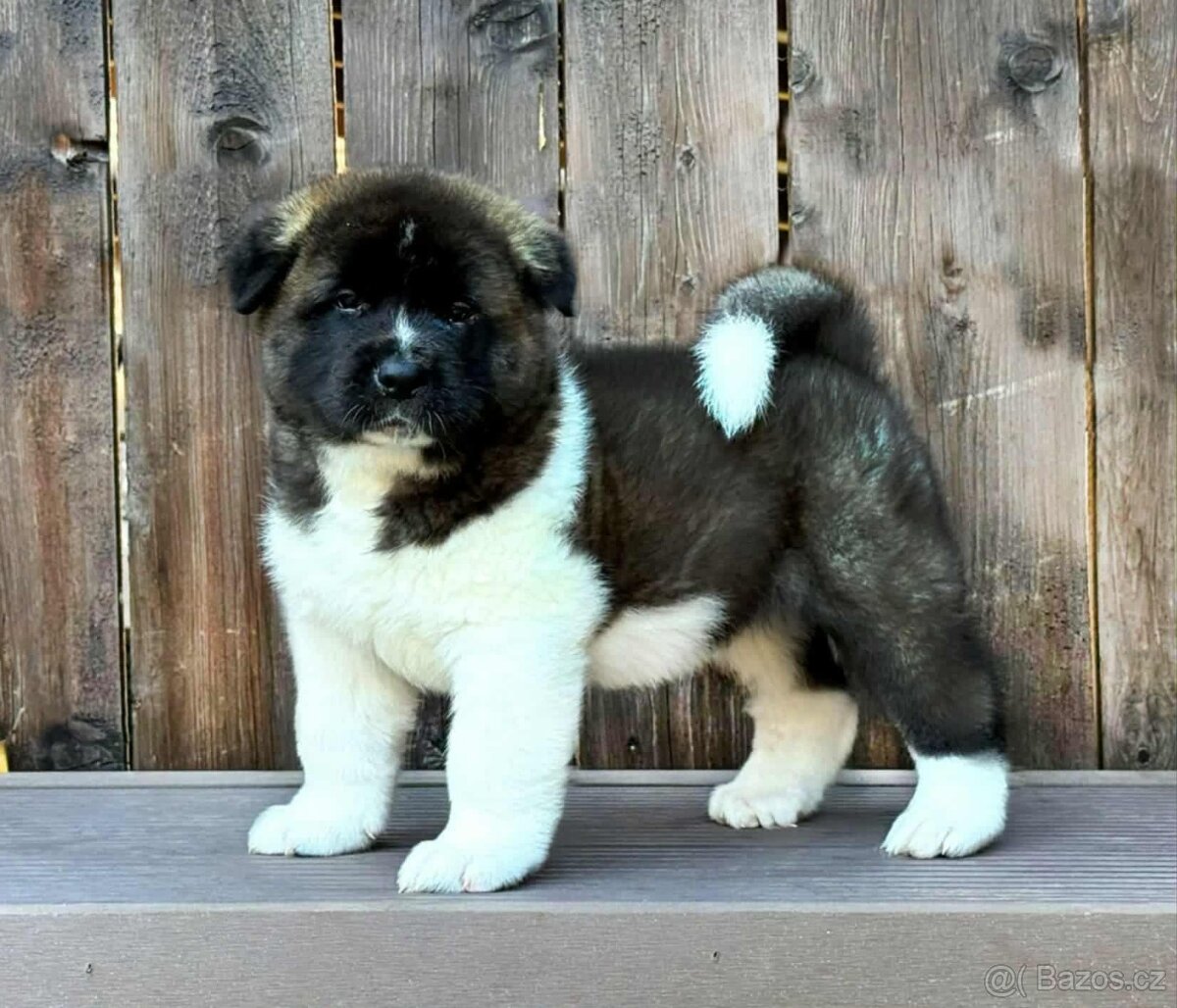 Americká Akita