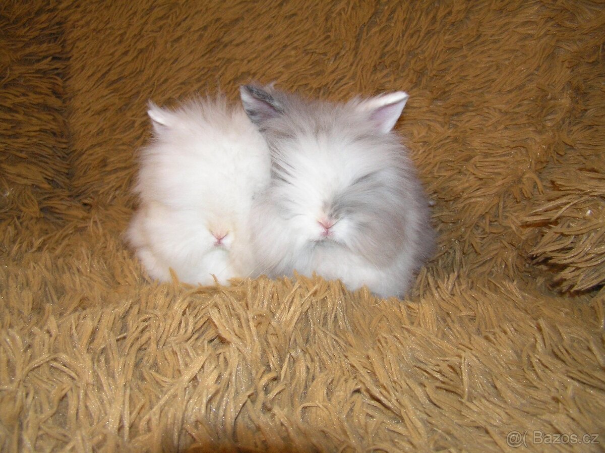 Teddy králíčci nádherná mláďata