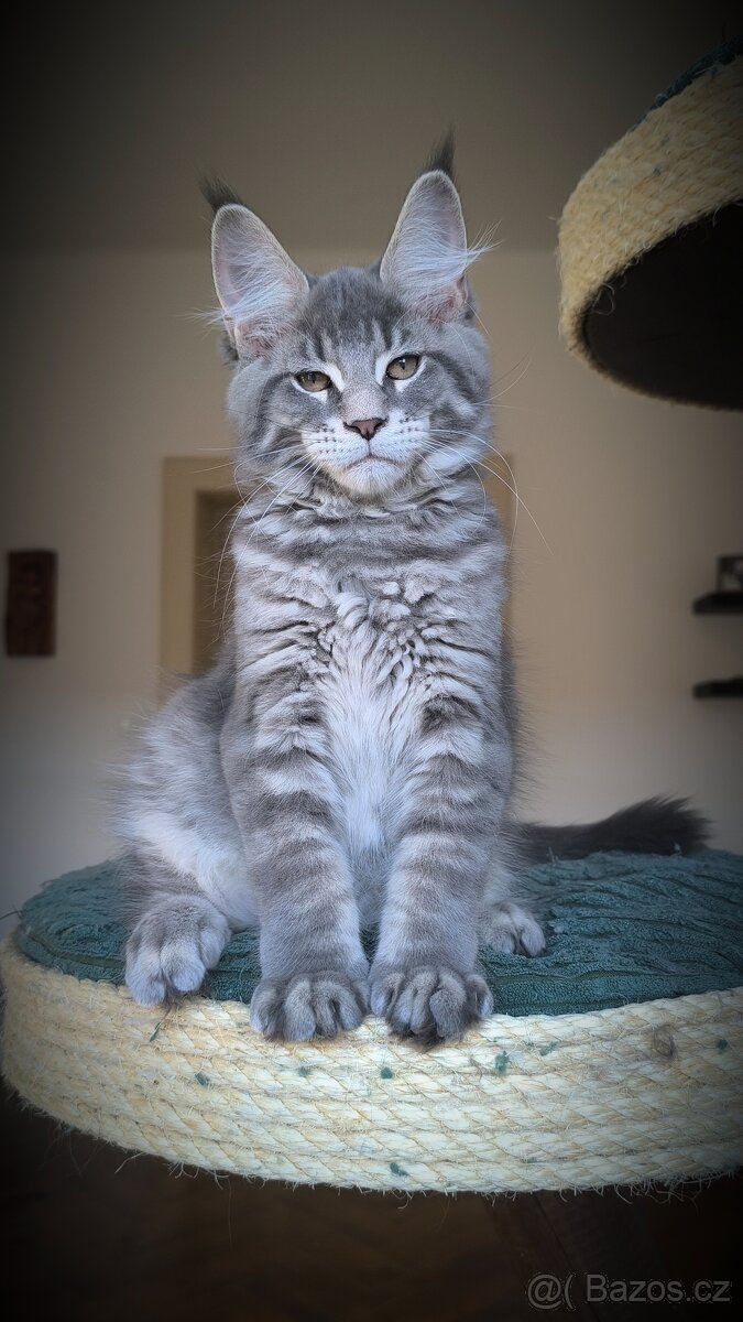 Mainská mývalí - kocourek s PP