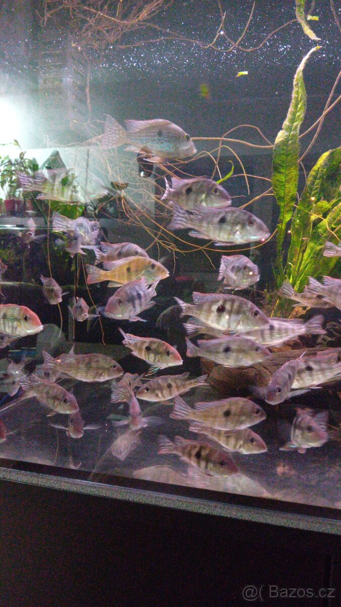 Geophagus tapajos Red head