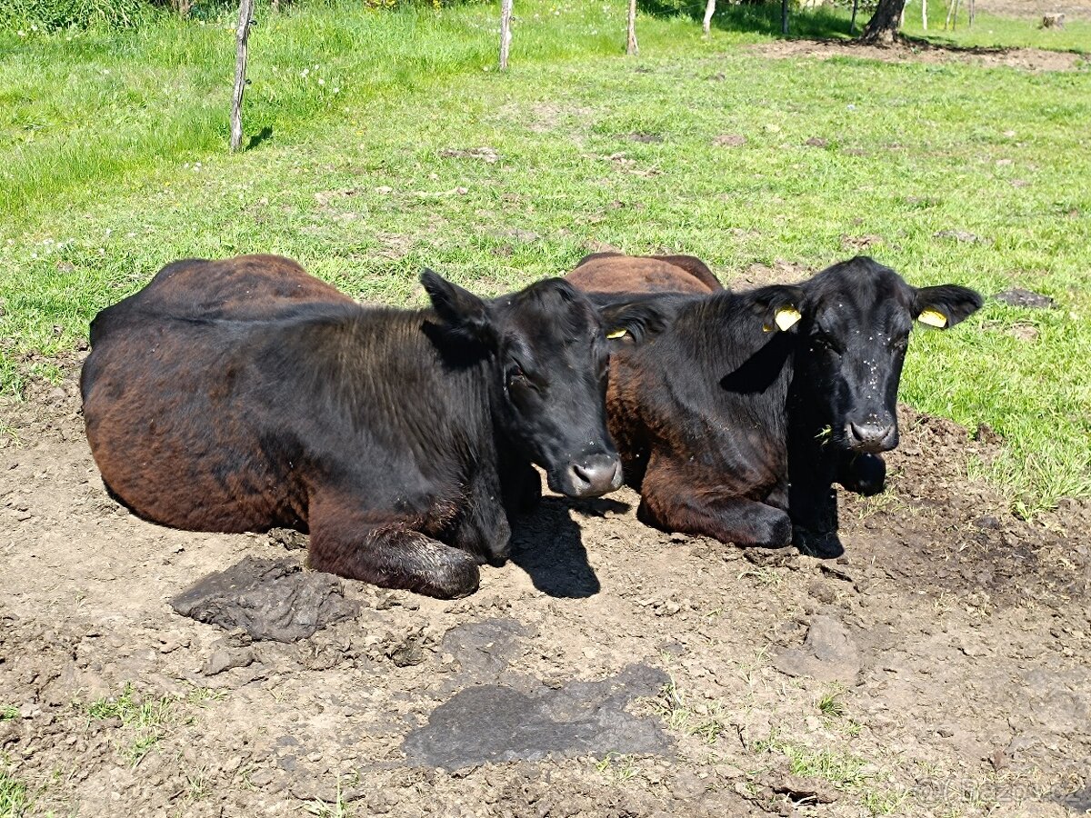 Jalovice Angus 2,5 roku