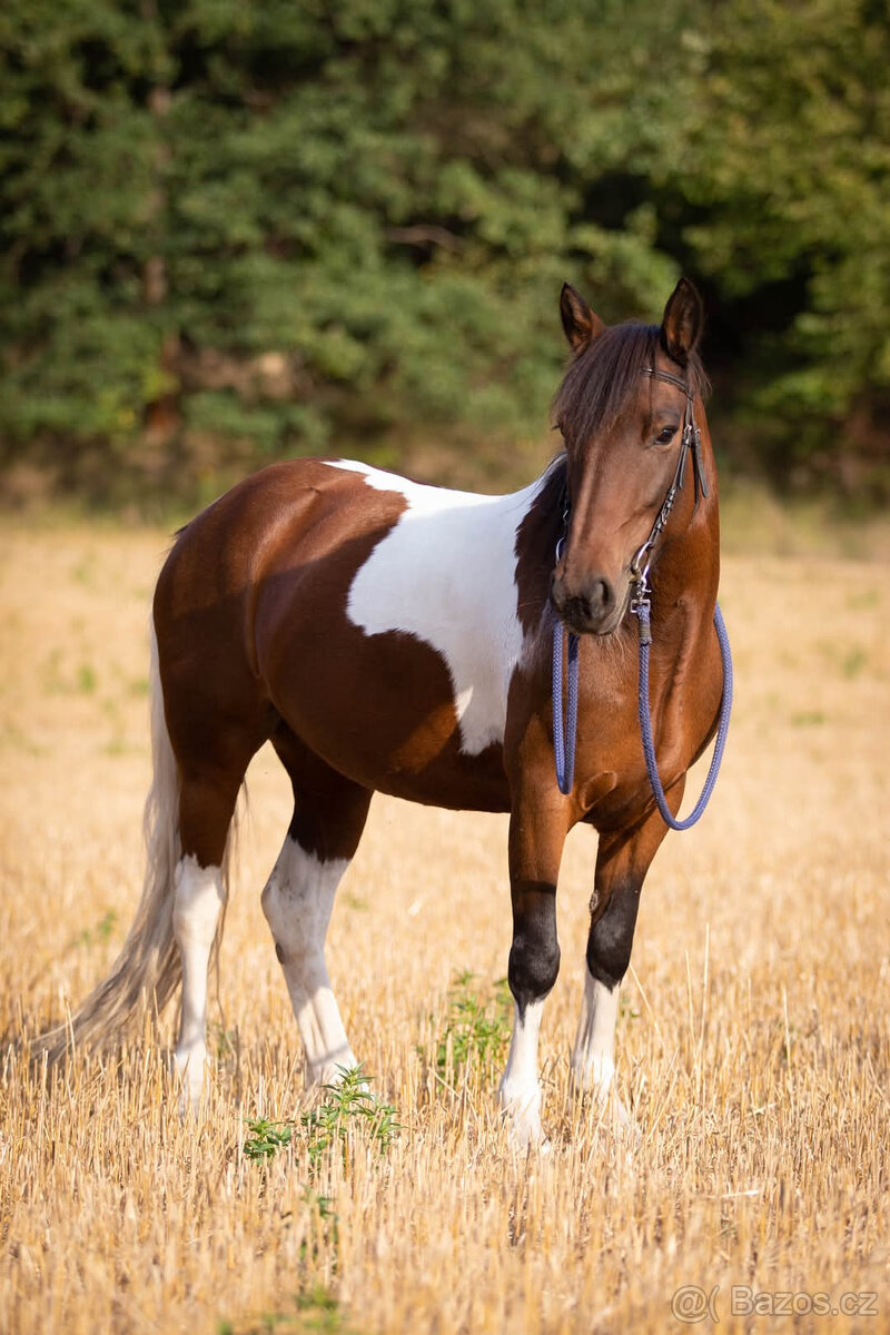 Pony kobylka na rekreační ježdění