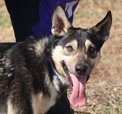 FLOKY K ADOPCI - 1 ROK, HRAVÝ,MILÝ,VHODNÝ K DĚTEM