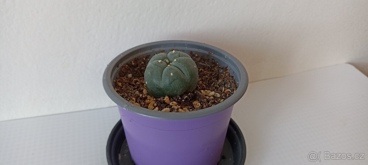 Kaktus Lophophora Williamsii- Peyotl