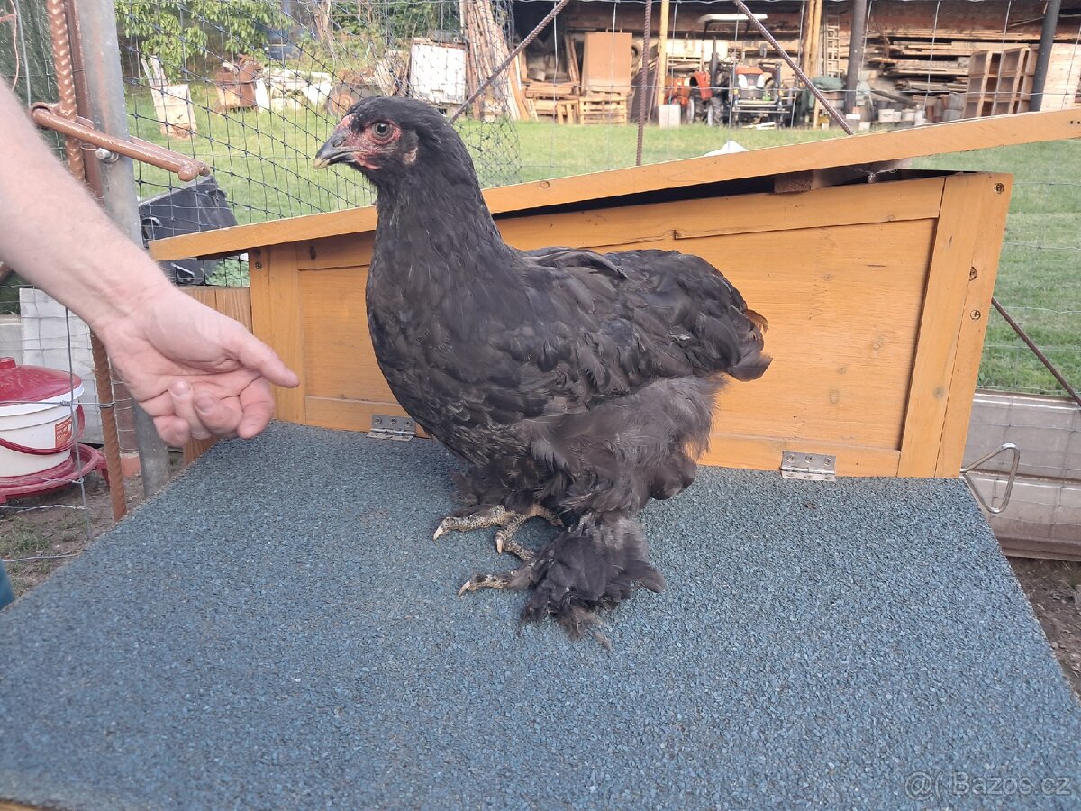 Brahmanka velká, černá 4+1