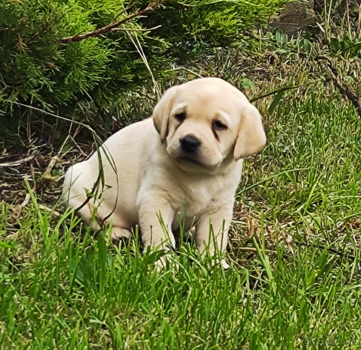 Prodej štěňat labradorského retrievera