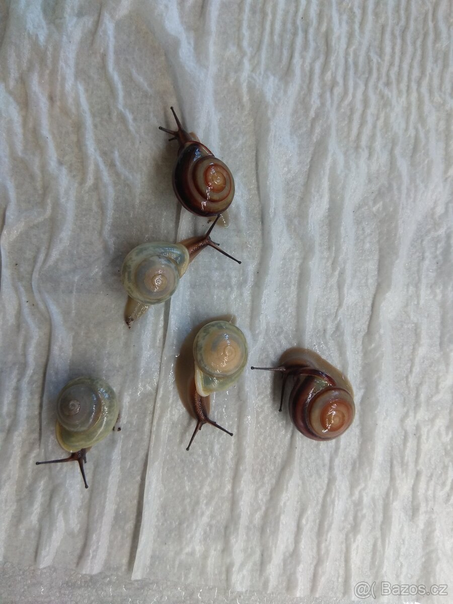 Stromoví šnečci Pleurodonte Isabella Barbados