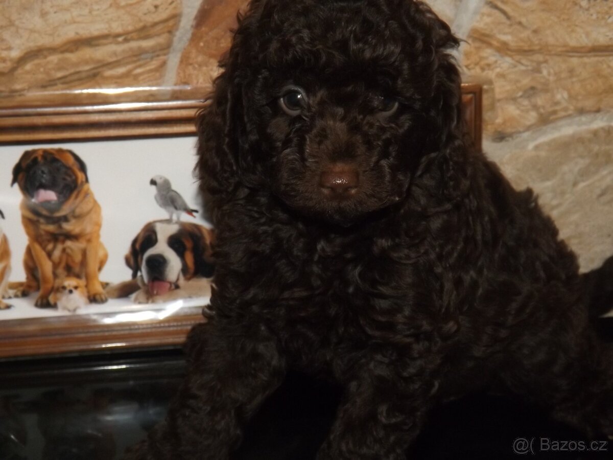 Pudl střední hnědý s P.P.