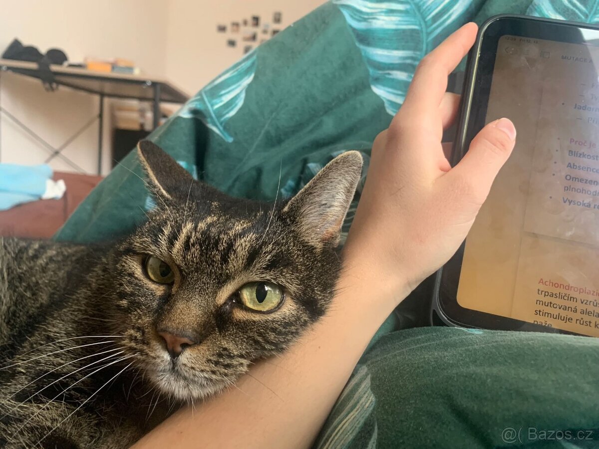 Simonek naléhavě potřebuje domov