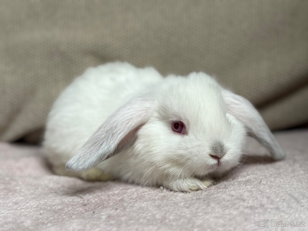 Zakrslý beránek s PP