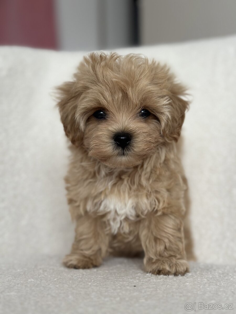 Maltipoo f1 fenka girl