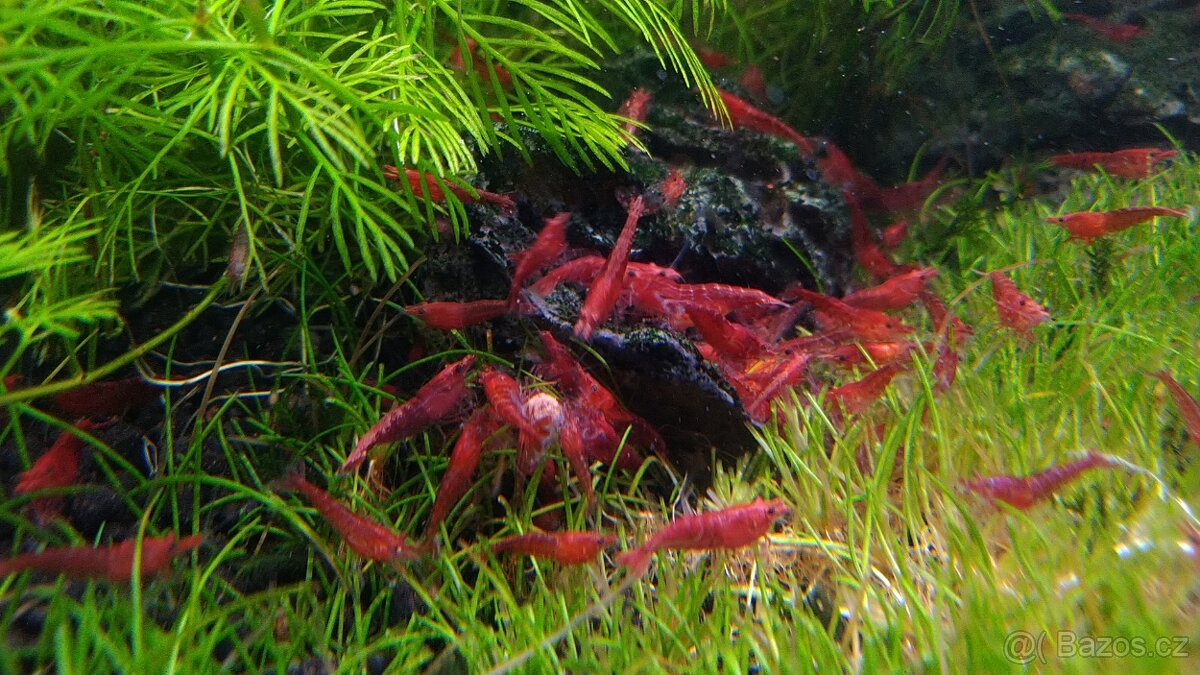 Krevetky Neocaridina Davidi var. Sakura Red