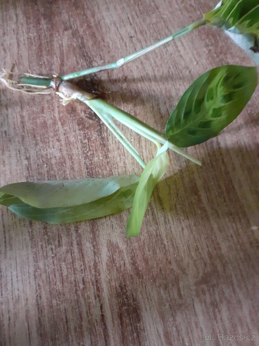 Maranta Lemon Lime