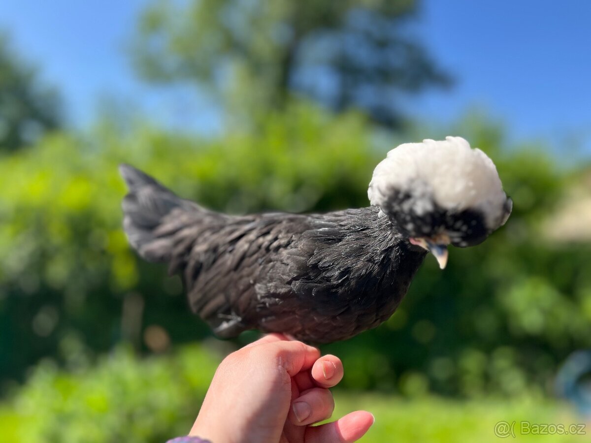 Kohouti - Ayam cemani, holandská zdr., araukana, kropenka