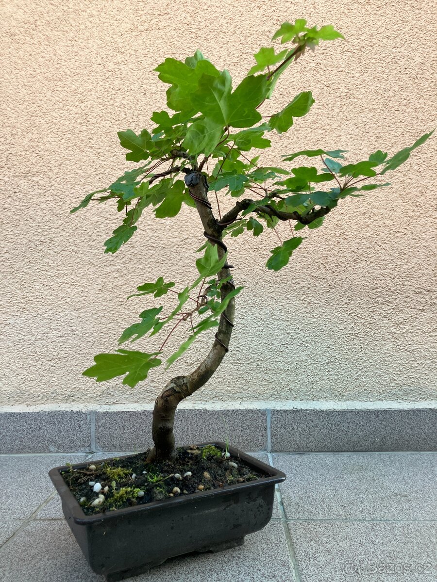 Bonsai, Bonsaj, jamadori, javor babyka