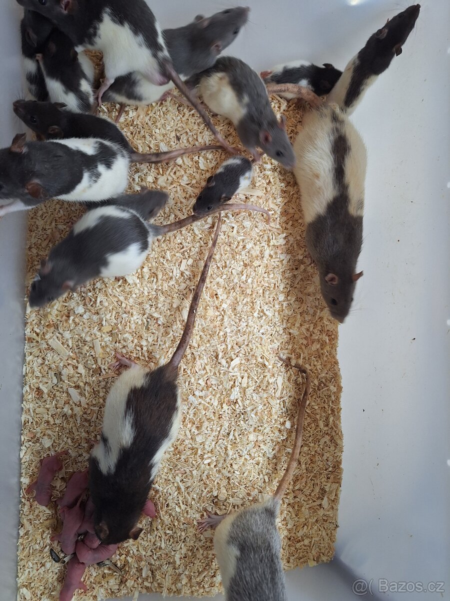 Potkani a myš zebrovaná