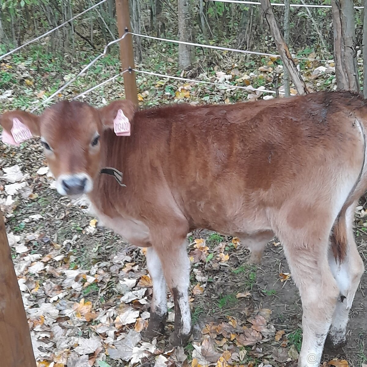 Býček Jersey