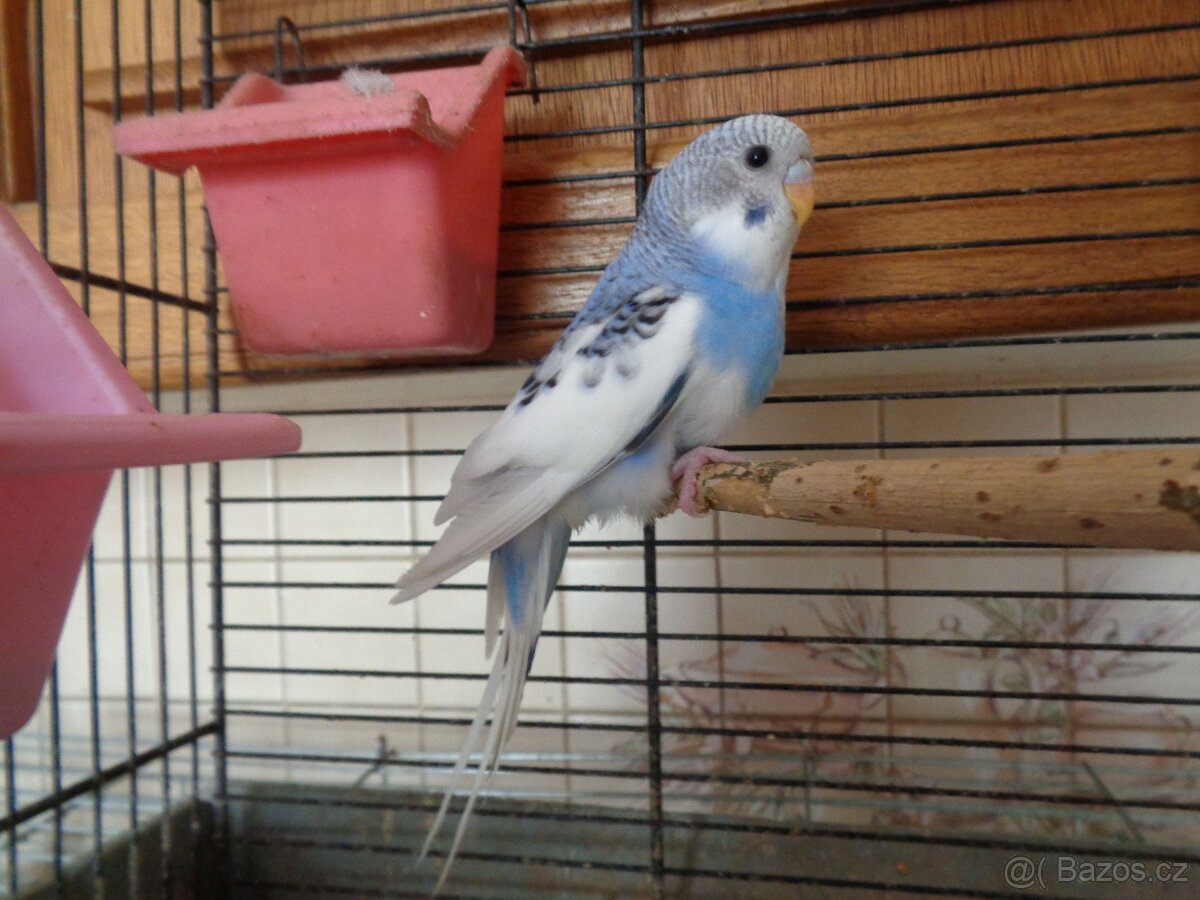 Andulka na ochočení