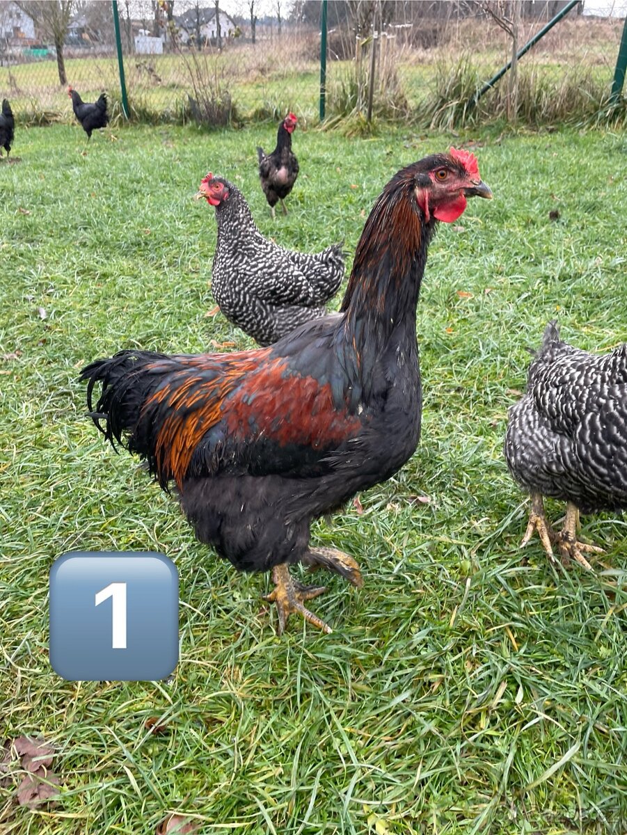 Kohouti - brahmanky do hobby chovu