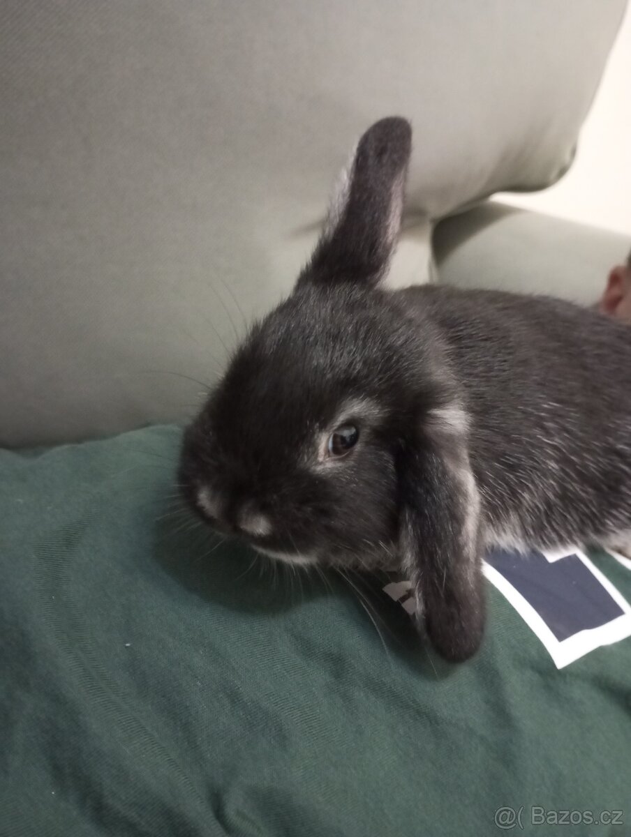 Zakrslý beránek králíček