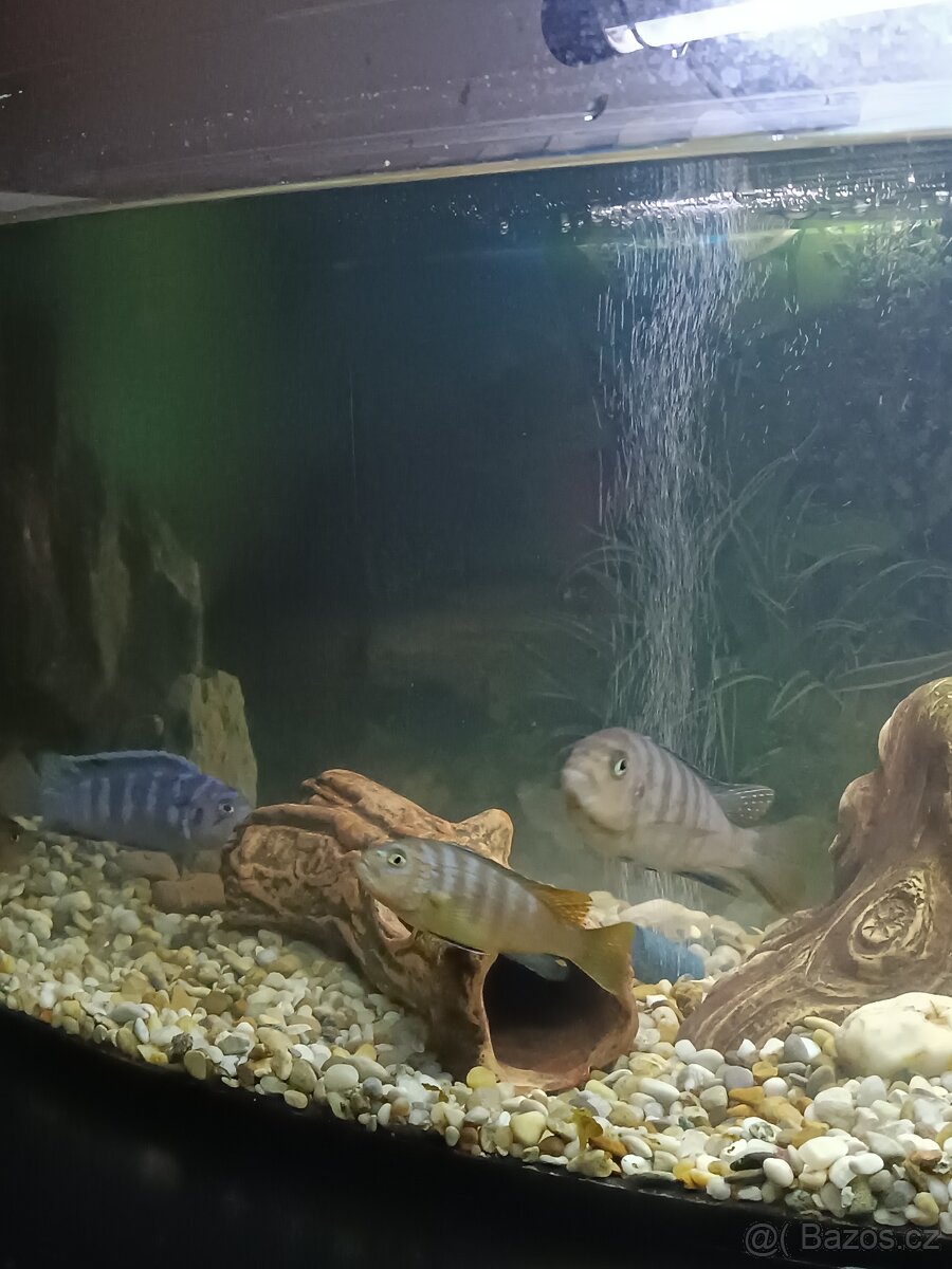Prodám akvária s rybičkami