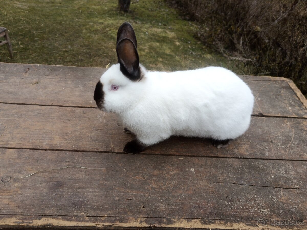 Kalifornský kralík samice