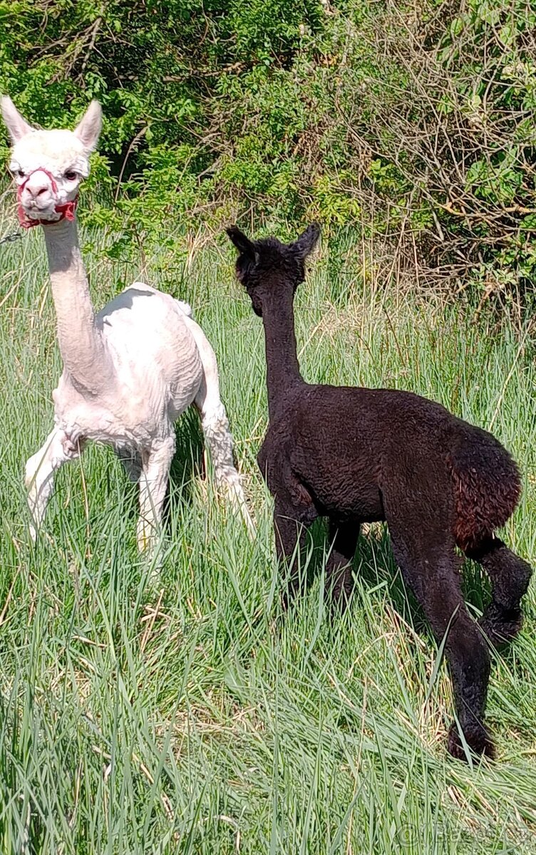 Lama Alpaka