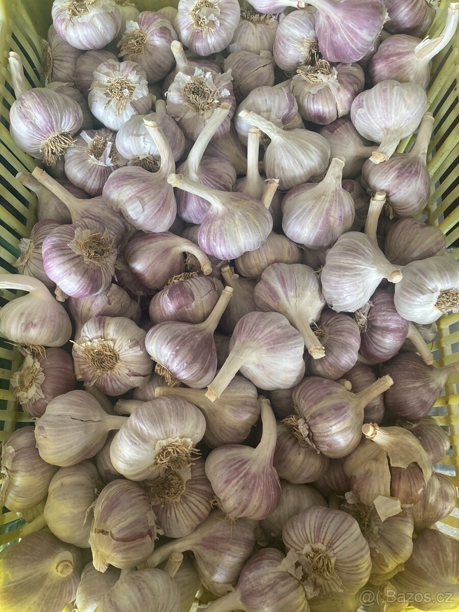 České paličáky - česnek