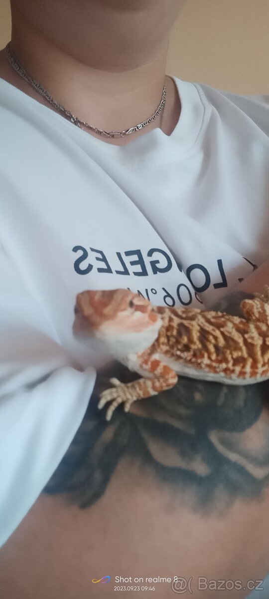 Agama vousata