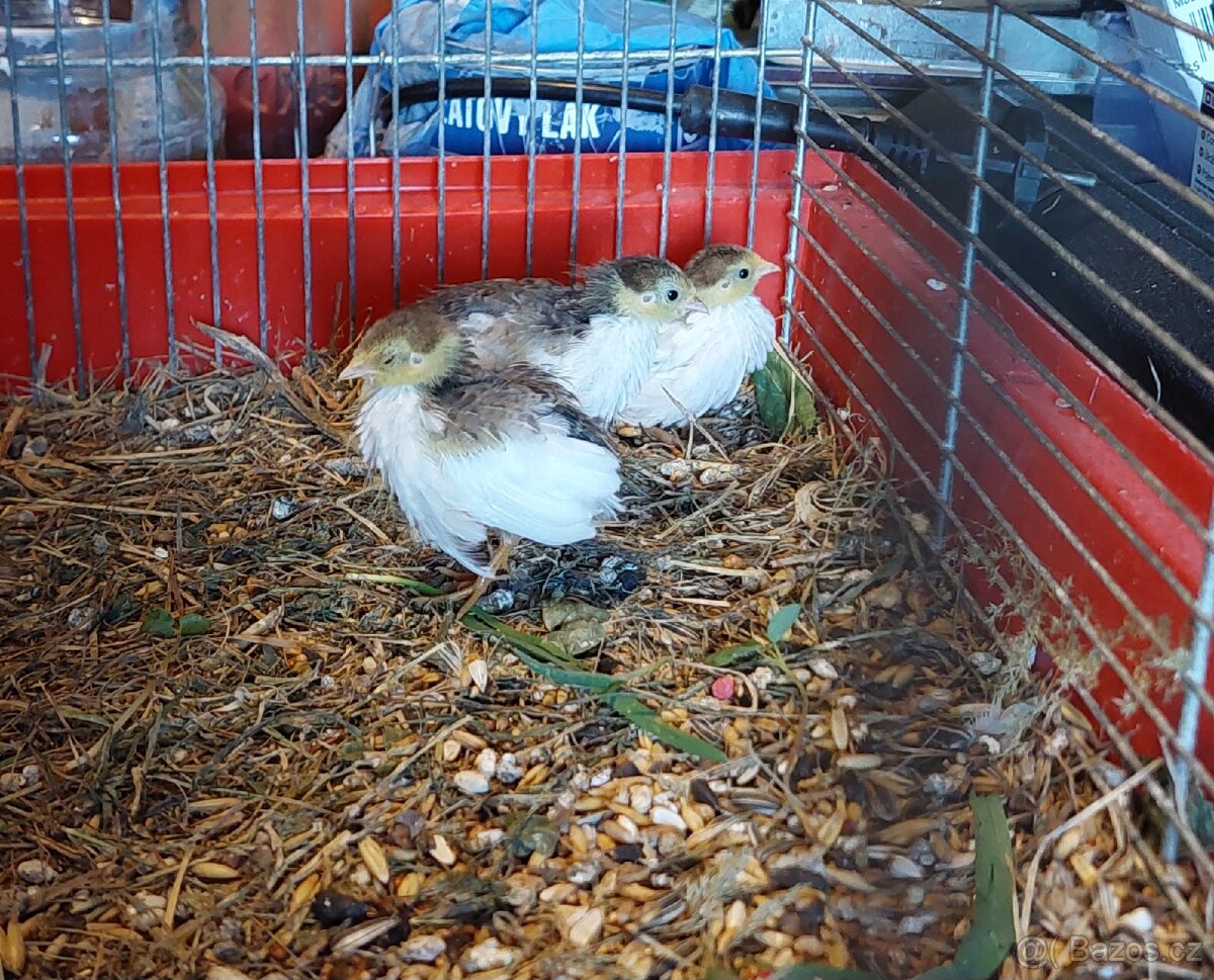 Prodám mladé čínské křepelky